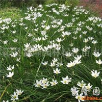 2024年金邊玉簪價(jià)格、圖片、產(chǎn)地與報(bào)價(jià)全解析